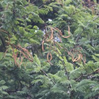 Vachellia leucophloea (Roxb.) Maslin, Seigler & Ebinger